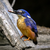 Azure Kingfisher